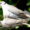 Eurasian Collared-Dove